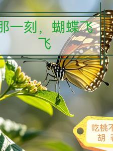 蝴蝶飞飞结局