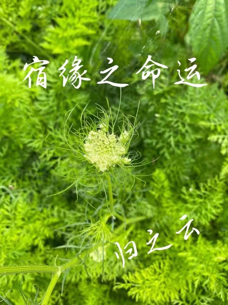 宿命的缘份是什么意思